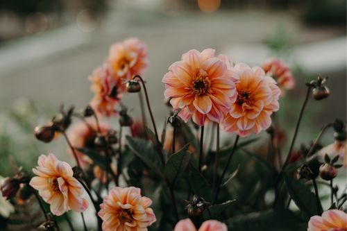 Lynda Smith